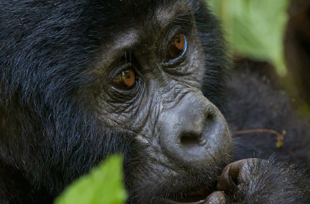 Gorilla Trekking Safaris while staying at Bird Hill Resort
