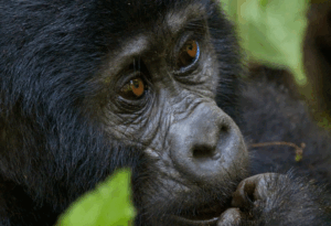Gorilla Trekking Safaris while staying at Bird Hill Resort