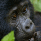 Gorilla Trekking Safaris while staying at Bird Hill Resort