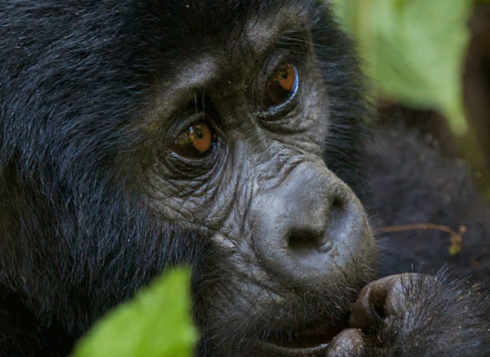 Gorilla Trekking Safaris while staying at Bird Hill Resort