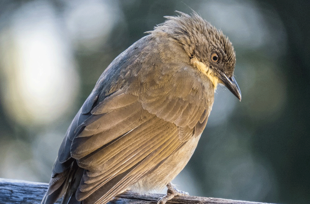 Bird Watching Around Bird Hill Resort
