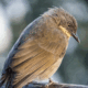 Bird Watching Around Bird Hill Resort
