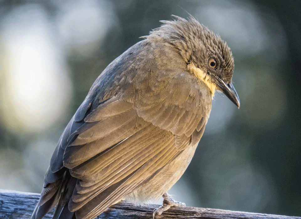 Bird Watching Around Bird Hill Resort