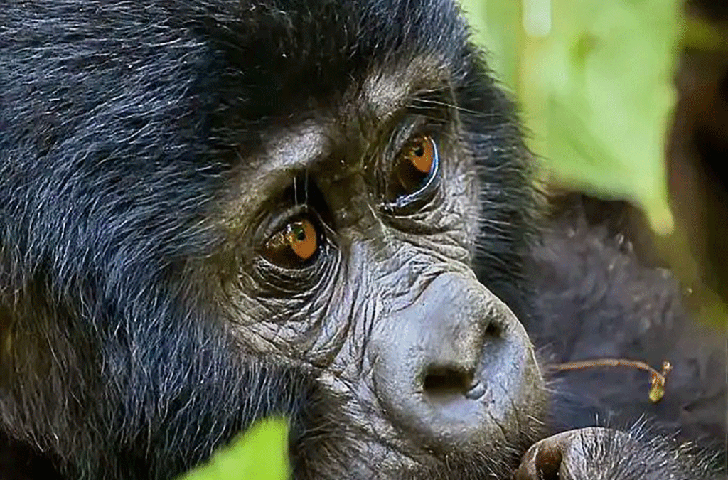 BirdHill Resort Gorilla Trekking