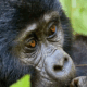 BirdHill Resort Gorilla Trekking