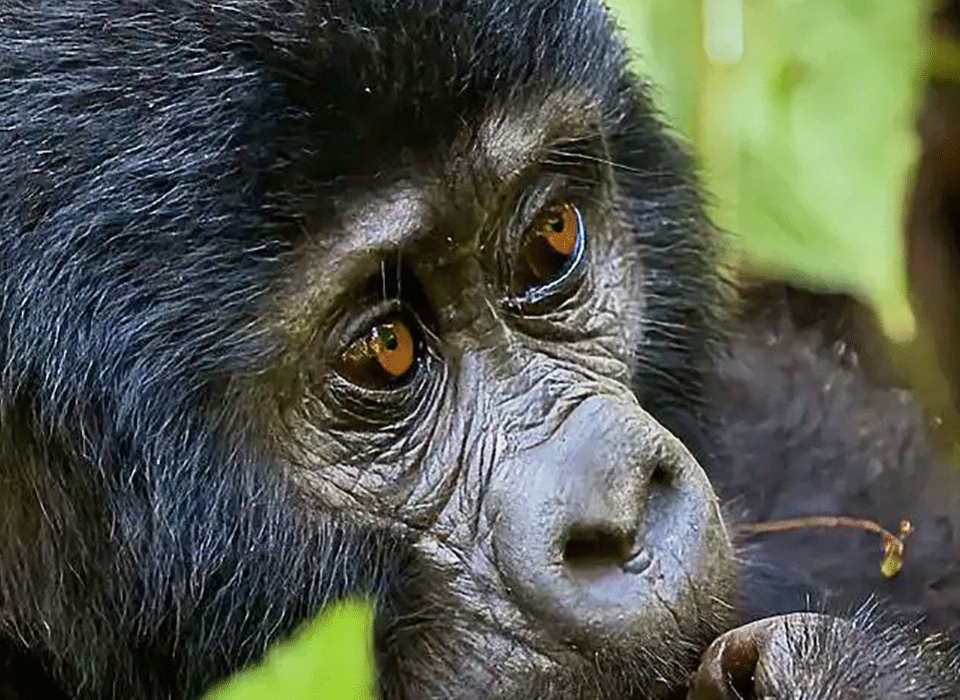 BirdHill Resort Gorilla Trekking