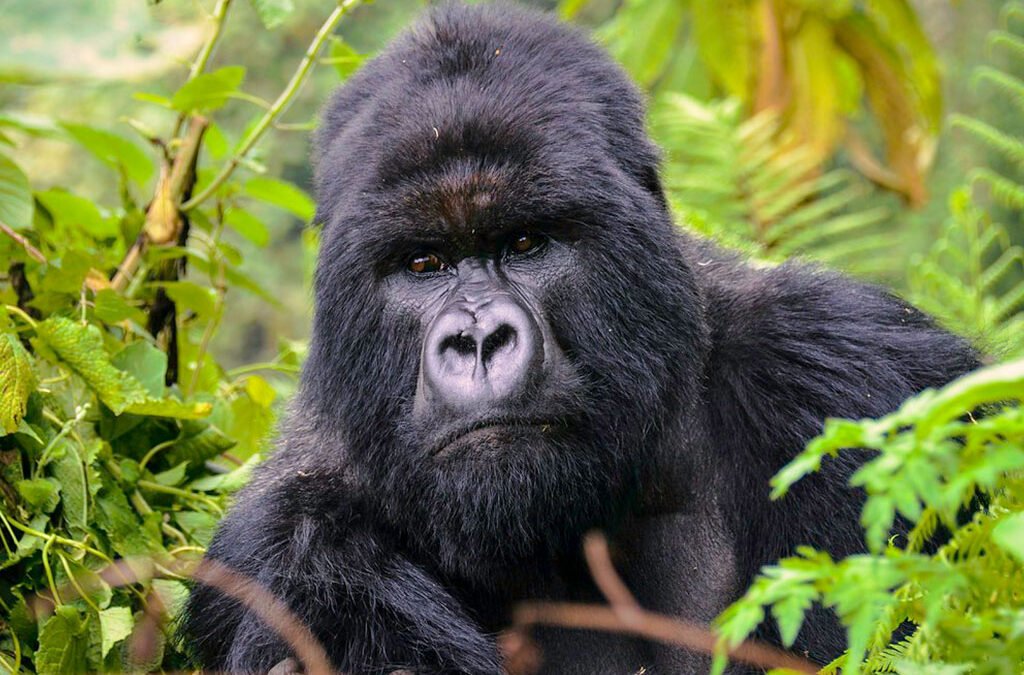 Bird Hill Resort gorilla trekking experience