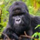 Bird Hill Resort gorilla trekking experience