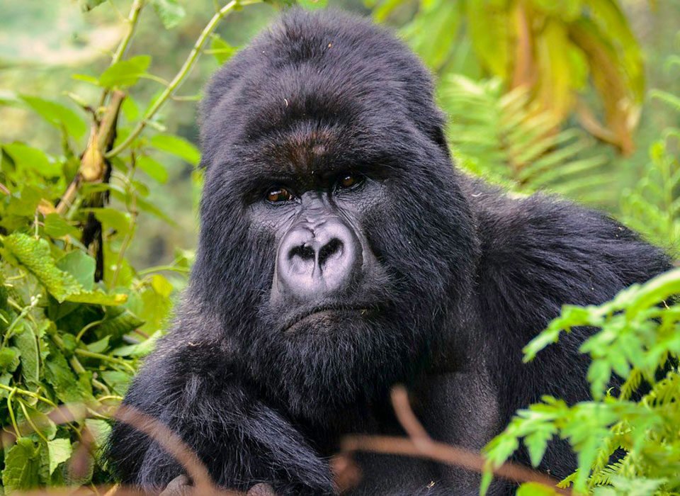Bird Hill Resort gorilla trekking experience