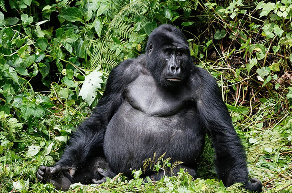 Combining Gorilla Trekking and a Relaxing Stay at Birdhill Resort