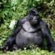 Combining Gorilla Trekking and a Relaxing Stay at Birdhill Resort