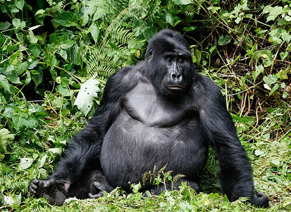 Combining Gorilla Trekking and a Relaxing Stay at Birdhill Resort
